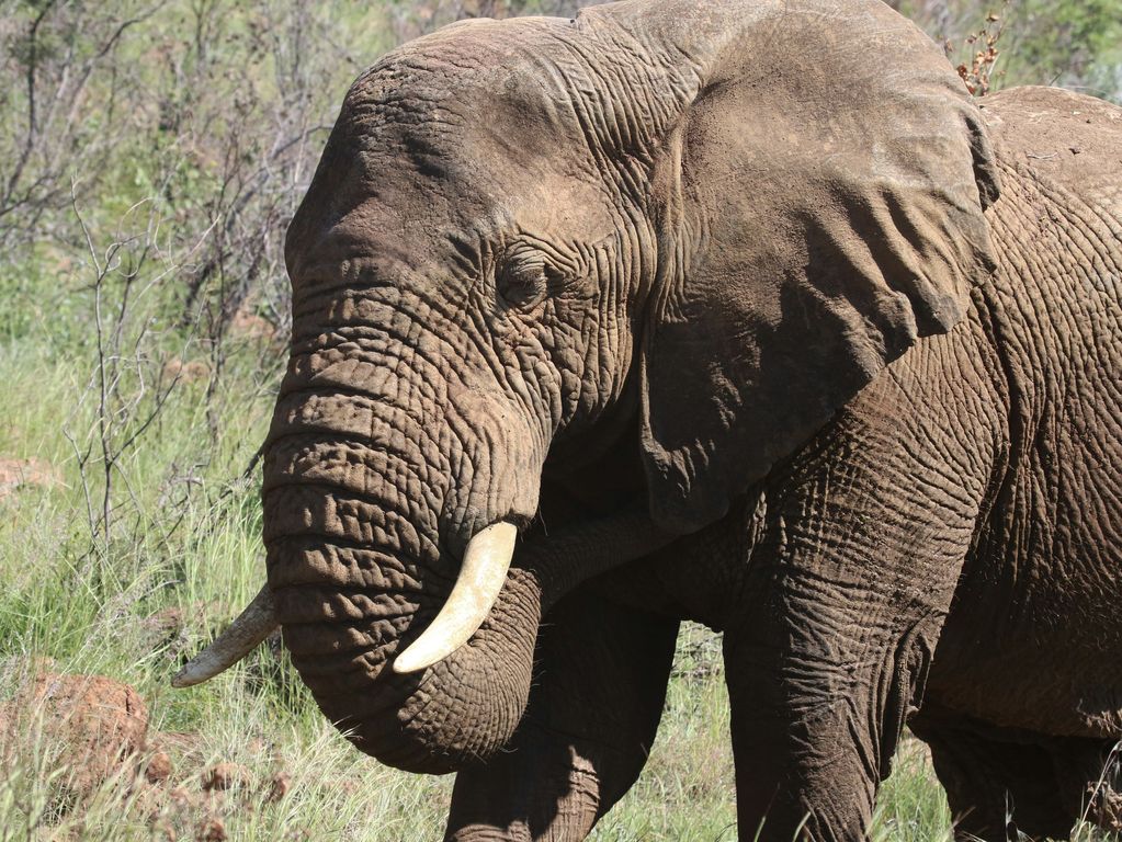 Kruger NP olifanten Zuid Afrika groepsrondreis 2